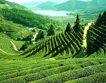 Darjeeling and Gangtok Tour Aahana Tours