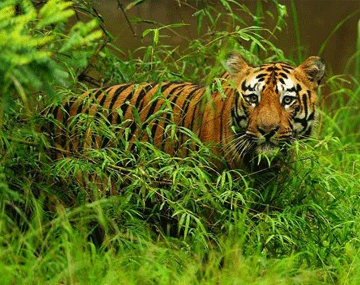 Best of India Wildlife