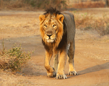 Darjeeling and Gangtok Tour Aahana Tours